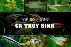 cá thủy sinh đẹp