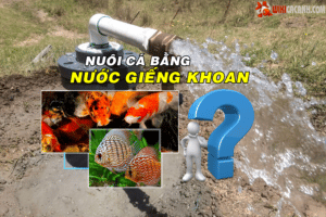 nuôi cá cảnh bằng nước giếng