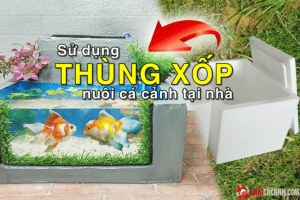 Hướng dẫn sử dụng thùng xốp làm hồ nuôi cá cảnh
