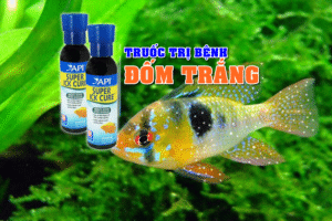 thuốc trị bệnh đốm trắng cá cảnh api-ick-cure