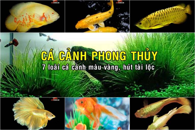 ca canh tet