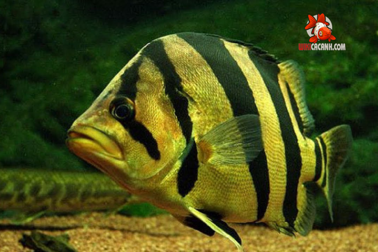 Cá rồng cửu sừng: Đặc điểm và cách nuôi tại nhà - Wiki Cá Cảnh