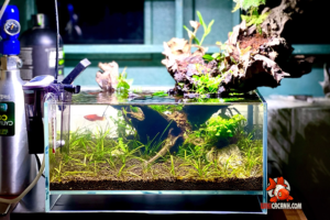 giá bán hồ kính siêu trong