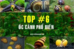 ốc cảnh