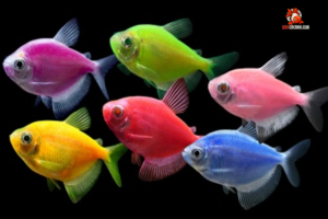 cá cánh buồm tetra