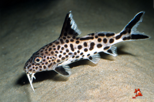 cá mèo đốm Cuckoo Catfish