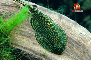 cá tỳ bà bướm Sewellia Lineolata