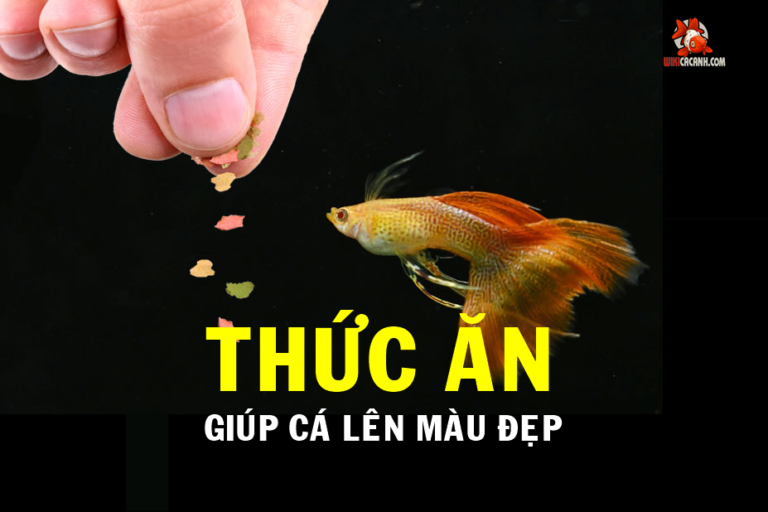 THỨC ĂN CHO CÁ BẢY MÀU
