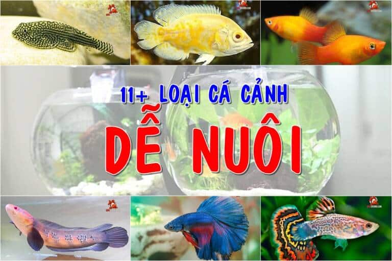 11 loại cá cảnh dễ nuôi cho người mới