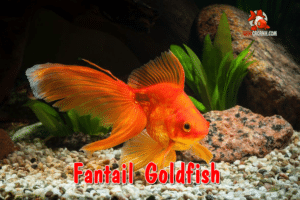 cá 3 đuôi Fantail Goldfish