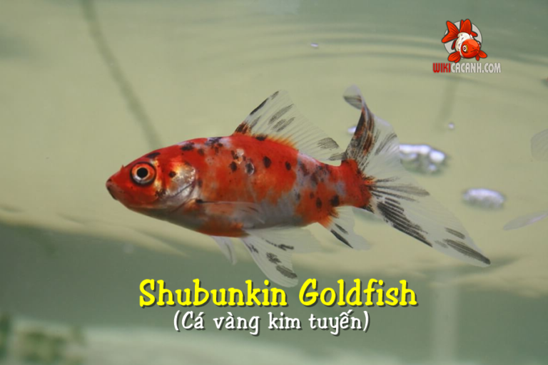 Cá vàng kim tuyến đỏ: Shubunkin goldfish - Wiki Cá Cảnh