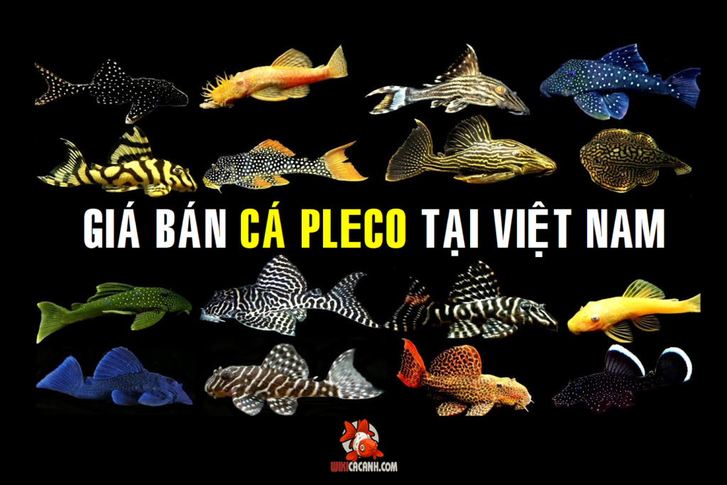 giá bán cá pleco tại việt nam