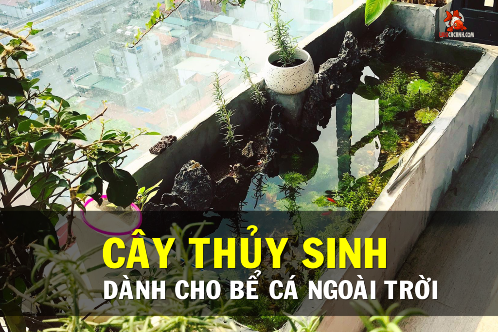 cây thủy sinh cho bể cá ngoài trời