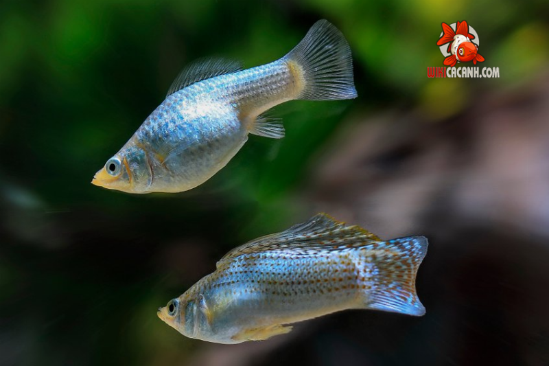 Cá Trân Châu: Loài Cá Cảnh