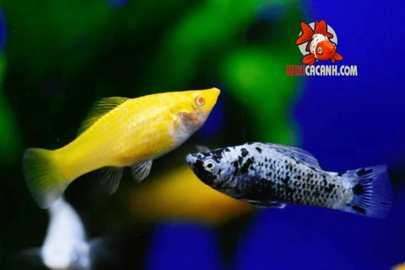 Cá Trân Châu: Loài Cá Cảnh