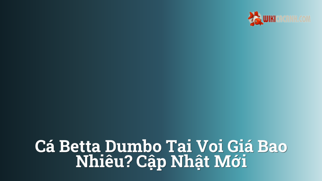 Hình ảnh minh họa cho Cá betta dumbo tai voi giá bao nhiêu? Cập nhật mới