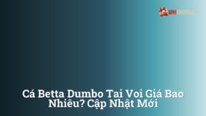 Hình ảnh minh họa cho Cá betta dumbo tai voi giá bao nhiêu? Cập nhật mới