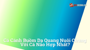 Hình ảnh minh họa cho Cá cánh buồm dạ quang nuôi chung với cá nào hợp nhất?
