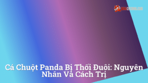 Hình ảnh minh họa cho Cá chuột panda bị thối đuôi: Nguyên nhân và cách trị