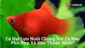 Hình ảnh minh họa cho Cá hạt lựu nuôi chung với cá nào phù hợp và hòa thuận nhất?
