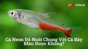 Hình ảnh minh họa cho Cá neon đỏ nuôi chung với cá bảy màu được không?