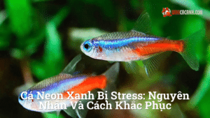 Hình ảnh minh họa cho Cá neon xanh bị stress: Nguyên nhân và cách khắc phục