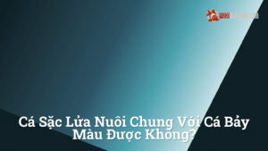 Hình ảnh minh họa cho Cá sặc lửa nuôi chung với cá bảy màu được không?