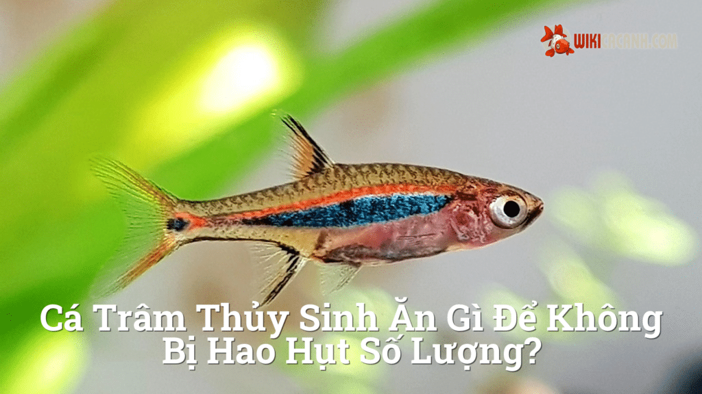 Hình ảnh minh họa cho Cá trâm thủy sinh ăn gì để không bị hao hụt số lượng?
