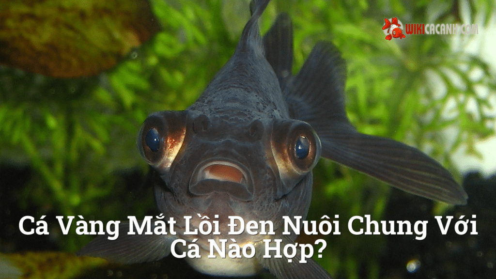 Hình ảnh minh họa cho Cá vàng mắt lồi đen nuôi chung với cá nào hợp?