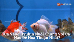 Hình ảnh minh họa cho Cá vàng ryukin nuôi chung với cá nào để hòa thuận nhất?