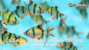 Hình ảnh minh họa cho Cá xecan có hay cắn đuôi các loại cá khác không?
