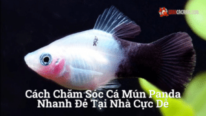 Hình ảnh minh họa cho Cách chăm sóc cá mún panda nhanh đẻ tại nhà cực dễ