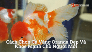 Hình ảnh minh họa cho Cách chọn cá vàng oranda đẹp và khỏe mạnh cho người mới