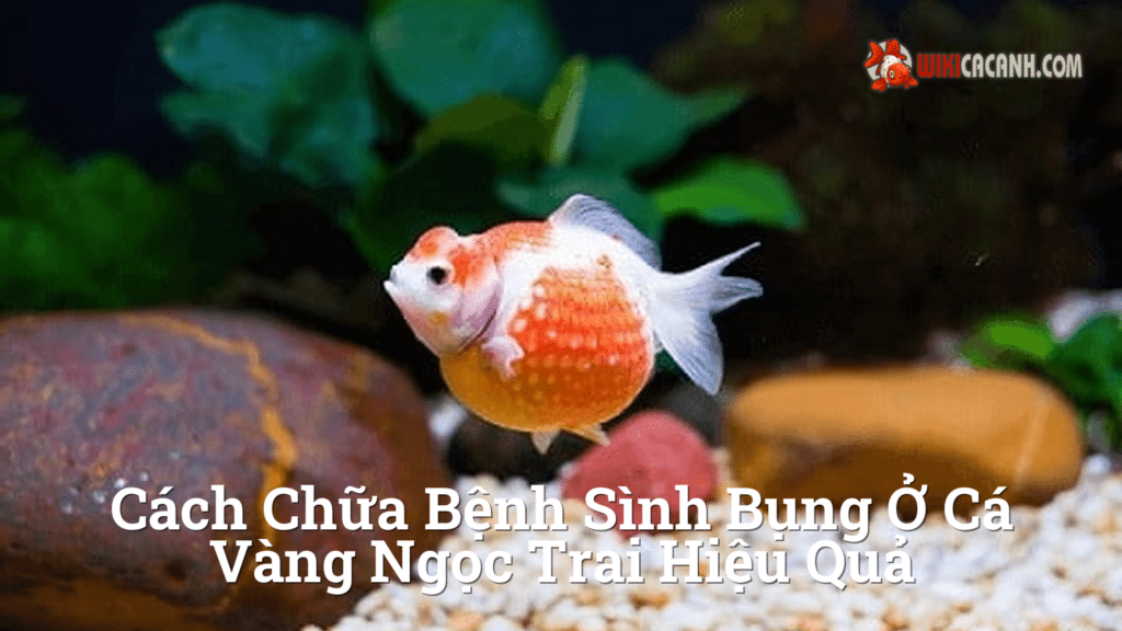Hình ảnh minh họa cho Cách chữa bệnh sình bụng ở cá vàng ngọc trai hiệu quả