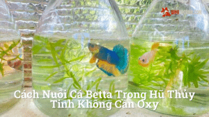 Hình ảnh minh họa cho Cách nuôi cá betta trong hũ thủy tinh không cần oxy