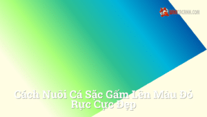Hình ảnh minh họa cho Cách nuôi cá sặc gấm lên màu đỏ rực cực đẹp
