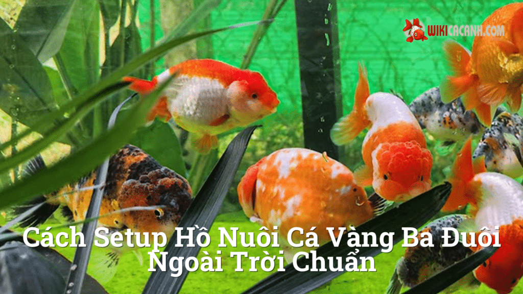 Hình ảnh minh họa cho Cách setup hồ nuôi cá vàng ba đuôi ngoài trời chuẩn
