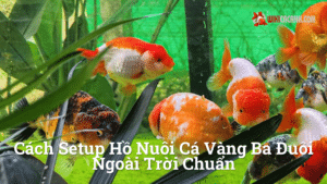 Hình ảnh minh họa cho Cách setup hồ nuôi cá vàng ba đuôi ngoài trời chuẩn