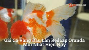 Hình ảnh minh họa cho Giá cá vàng đầu lân redcap oranda mới nhất hiện nay