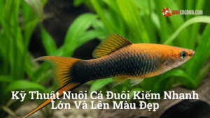 Hình ảnh minh họa cho Kỹ thuật nuôi cá đuôi kiếm nhanh lớn và lên màu đẹp
