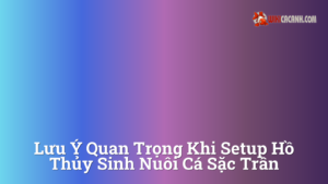 Hình ảnh minh họa cho Lưu ý quan trọng khi setup hồ thủy sinh nuôi cá sặc trân