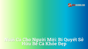 Hình ảnh minh họa cho Nuôi cá cho người mới: Bí quyết sở hữu bể cá khỏe đẹp