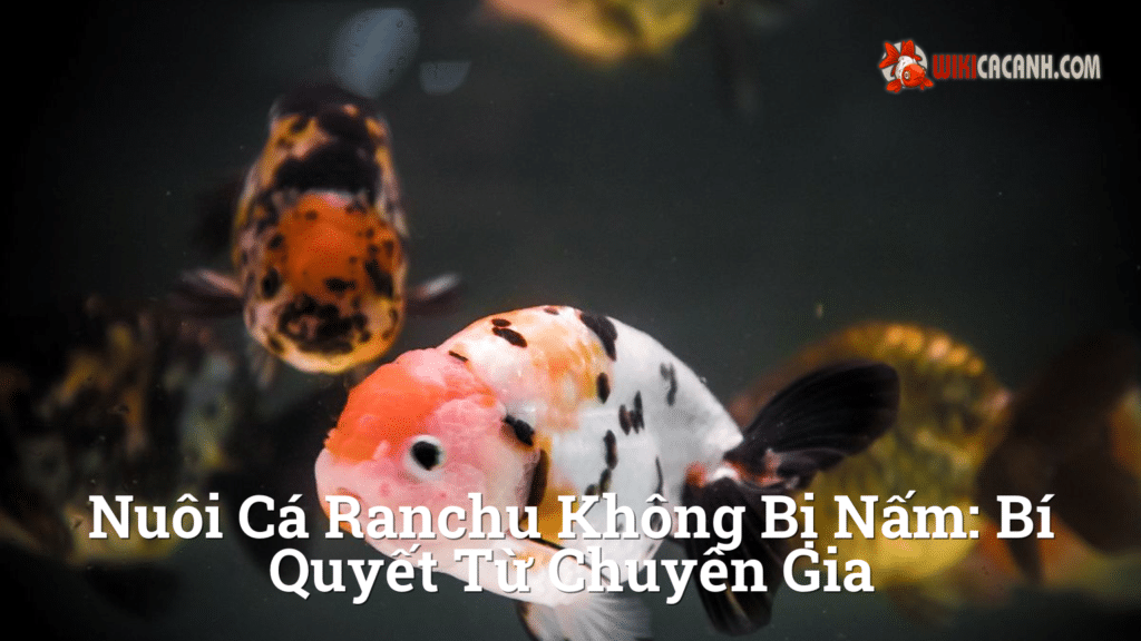 Hình ảnh minh họa cho Nuôi cá ranchu không bị nấm: Bí quyết từ chuyên gia