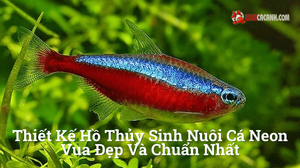 Hình ảnh minh họa cho Thiết kế hồ thủy sinh nuôi cá neon vua đẹp và chuẩn nhất
