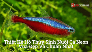 Hình ảnh minh họa cho Thiết kế hồ thủy sinh nuôi cá neon vua đẹp và chuẩn nhất