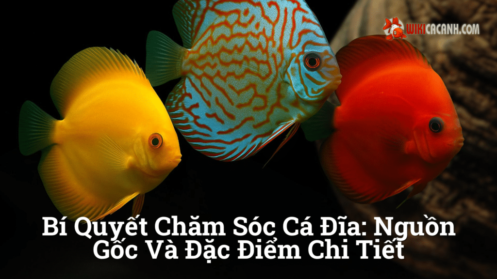 Hình ảnh minh họa cho Bí Quyết Chăm Sóc Cá Đĩa: Nguồn Gốc Và Đặc Điểm Chi Tiết