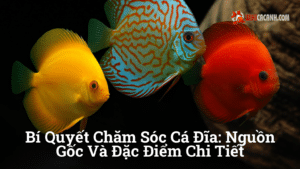 Hình ảnh minh họa cho Bí Quyết Chăm Sóc Cá Đĩa: Nguồn Gốc Và Đặc Điểm Chi Tiết
