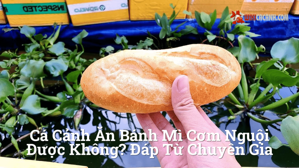 Hình ảnh minh họa cho Cá Cảnh Ăn Bánh Mì Cơm Nguội Được Không? Đáp Từ Chuyên Gia