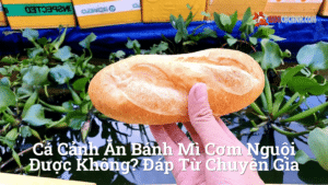 Hình ảnh minh họa cho Cá Cảnh Ăn Bánh Mì Cơm Nguội Được Không? Đáp Từ Chuyên Gia