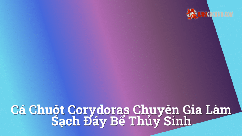 Hình ảnh minh họa cho Cá chuột corydoras chuyên gia làm sạch đáy bể thủy sinh